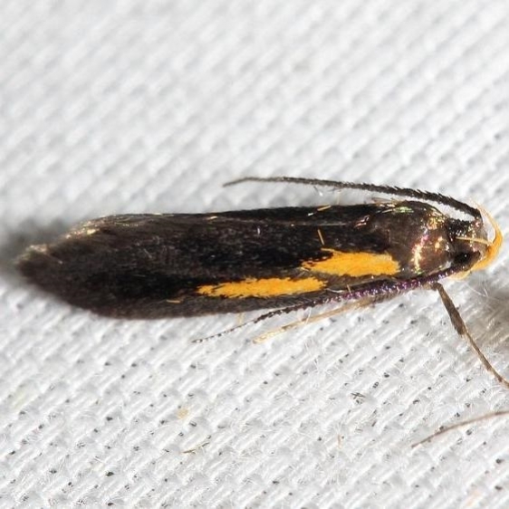 1059 Newman's Mathildana Moth yard 5-20-12
