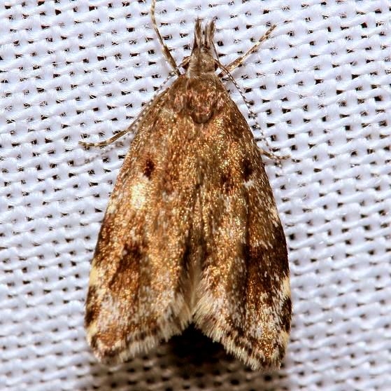 1068 Eido Trimaculella Jenny Wiley St Pk Ky 4-26-12