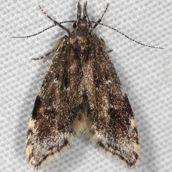 1068 Eido trimaculella yard 6-30-16