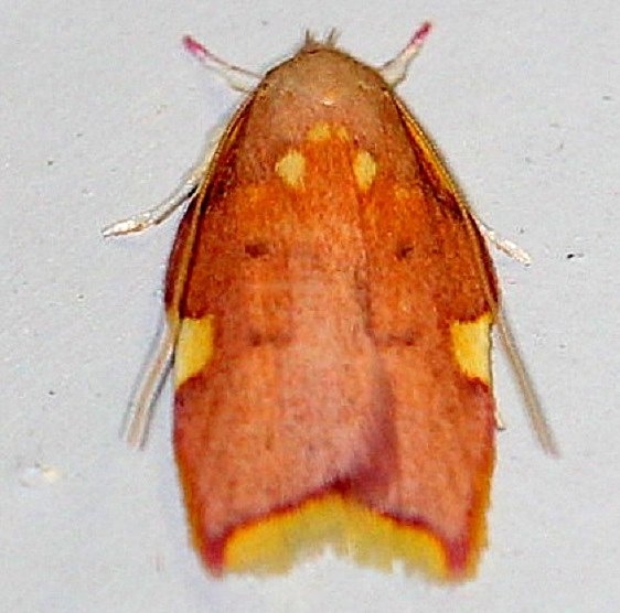 1069 Oak Skeletonizer Moth Cherry Tree Inn Victoria BC 8-17-14