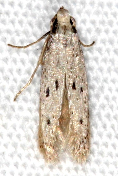 1069.98-Unidentified-Oecophorine-BG-Collier-Seminole-St-Pk-3-6-15-77