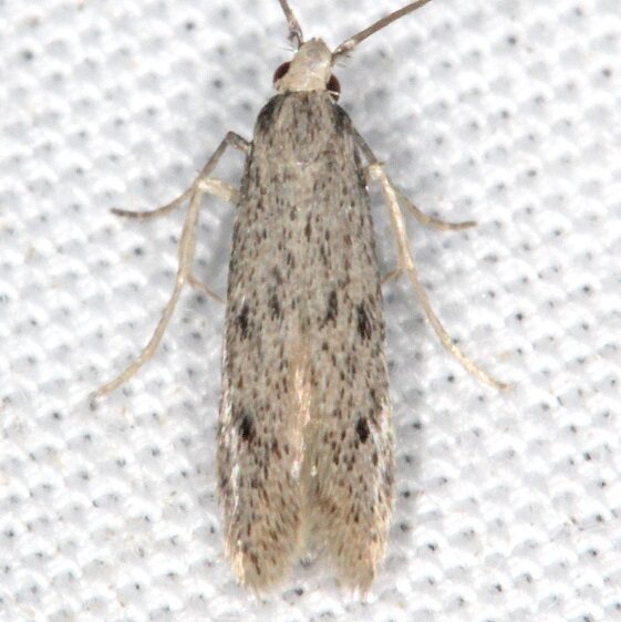 1069.98 Unidentified Oecophorine-BG-Collier-Seminole-St-Pk-Fl-3-9-22