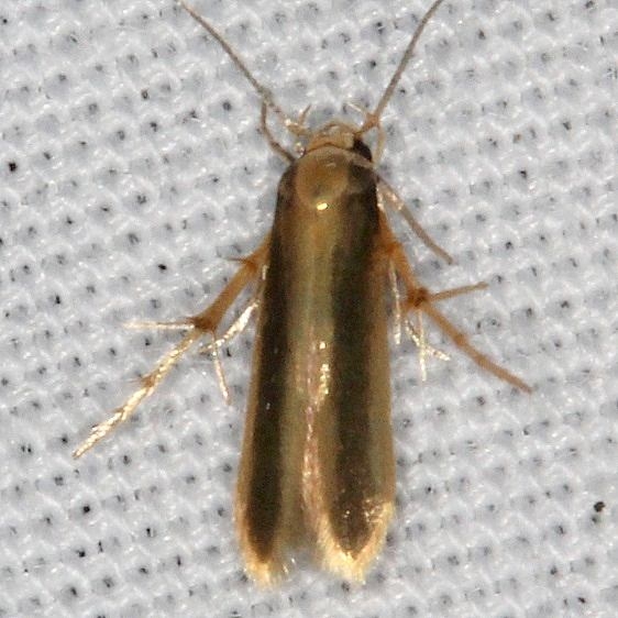 1070 Stathmopoda elyella Big Lagoon St Pk Fl 9-12-18 (99)_opt