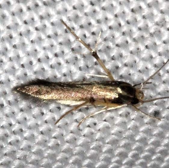 1070 Stathmopoda elyella Collier Seminole St Pk 2-26-14