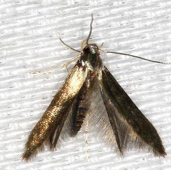 1070 Stathmopoda elyella Collier Seminole St Pk 3-2-14