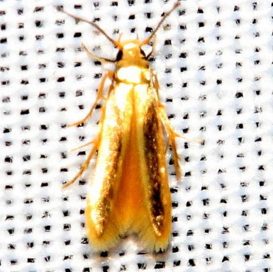 1070 Stathmopoda elyella Kissimmee Prairie St Pk 3-12-13