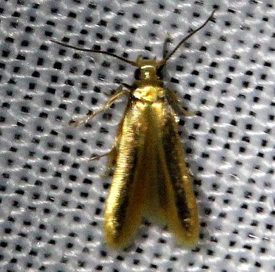 1070 Stathmopoda elyella Kissimmee Prairie St Pk Fl  3-12-13