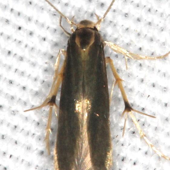 1071.97 Unidentified Stathmopoda-BG Collier Seminole St Pk Fl 3-7-22