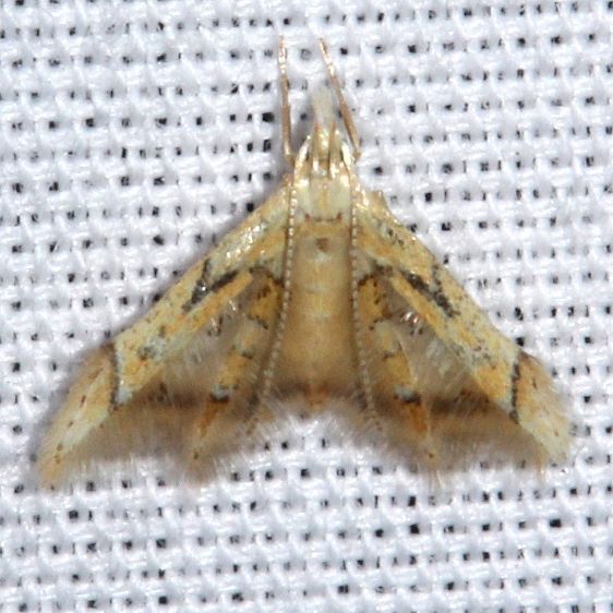 1072-Idioglossa-miraculosa-BG-Paynes-Prairie-St-Pk-Fl-3-23-25-7