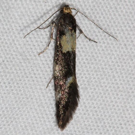 1_1055-Brymblia-quadrimaculella-Golden-Gate-Canyon-St-Pk-Co-6-27-17-2