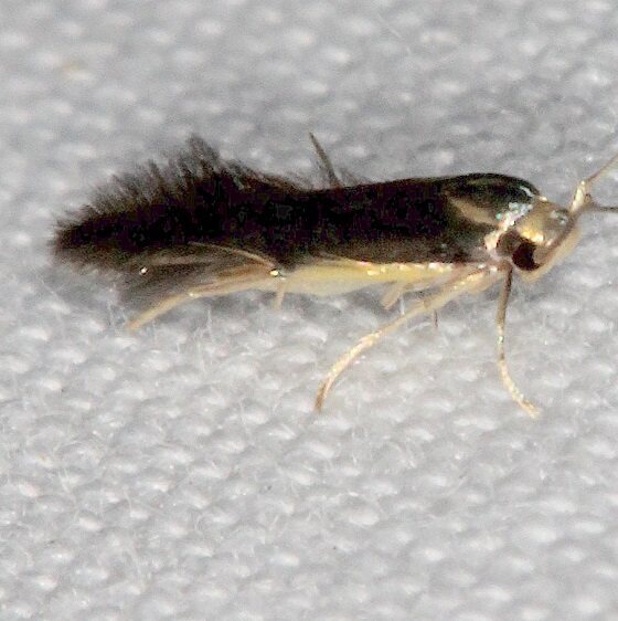 1_1071.97-Unidentified-Stathmopoda-BG-Collier-Seminole-St-Pk-Fl-3-7-22-1