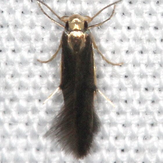 1_1071.97-Unidentified-Stathmopoda-BG-Collier-Seminole-St-Pk-Fl-3-7-22-2
