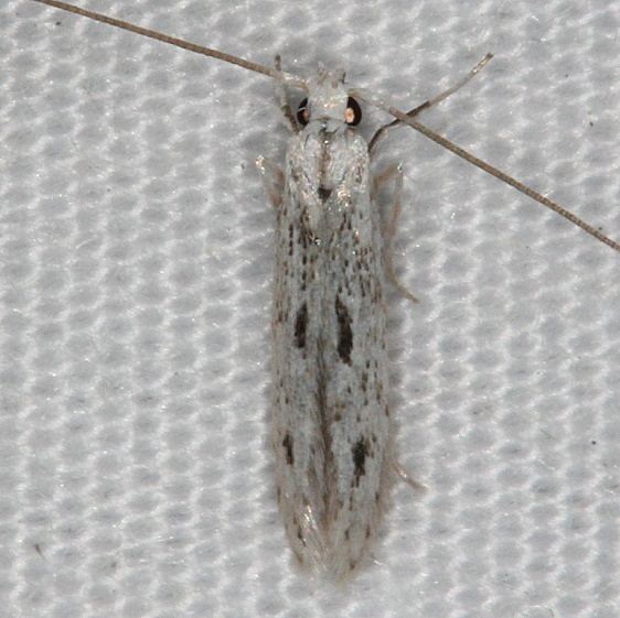 1398 Coleophora octagonella Lake Kissimmee St Pk 3-11-14