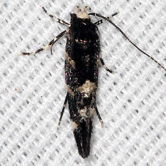 1509 Wyatts Stagmatophora Moth yard 8-19-19