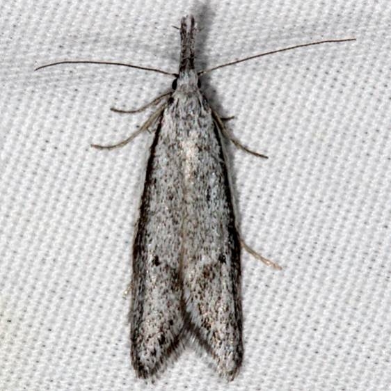 1074 Pleurota albastrigulella White House campground Grand Staircase Escalante Utah 5-25-17 (57)_opt