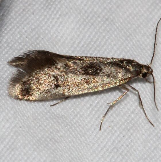 1077 Perittia cygnodiella-Golden-Gate Canyon St Pk Co 6-27-17