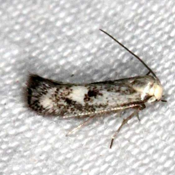 1078-Perittia-eremonoma-BG-Black-Canyon-at-the-Gunnison-National-Park-Colo-6-14-17