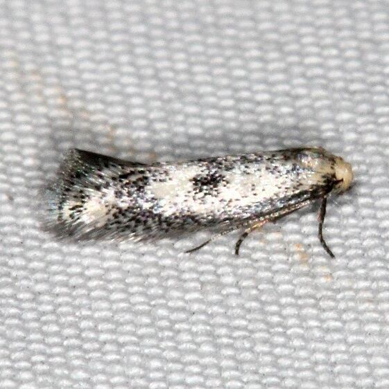 1078-Perittia-eremonoma-BG-Devils-Canyon-Campground-Utah-6-7-17-1