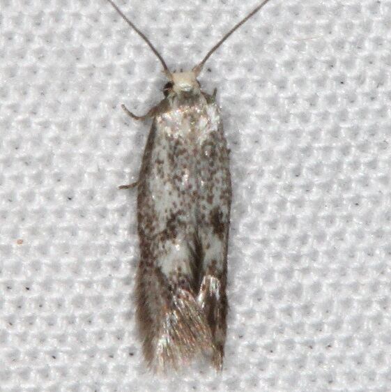 1078-Perittia-eremonoma-BG-Devils-Canyon-Campground-Utah-6-7-17-2