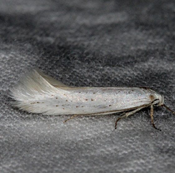 1088 Elachista virgatula tentative Mesa Verde Natl Pk Colorado 6-10-17 (33)_opt