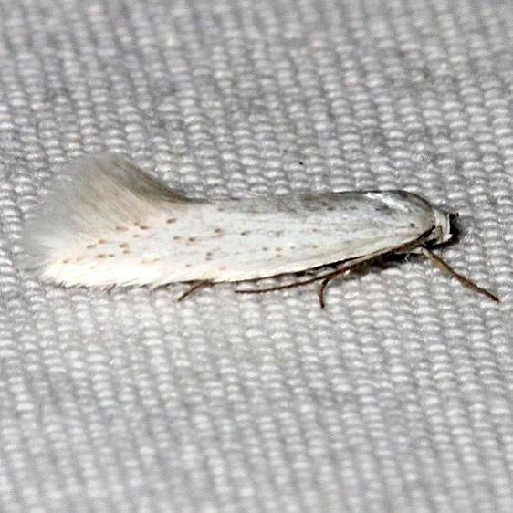 1090.1 Elachista adianta BG2022-Mesa Verde Colorado 6-12-17