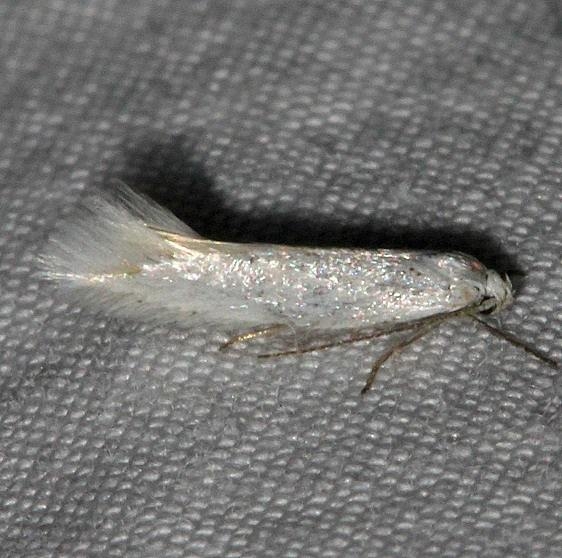 1091 Elachista acenteta BG tentative Black Canyon at the Gunnison Natl Pk Colorado 6-13-17 (38)_opt