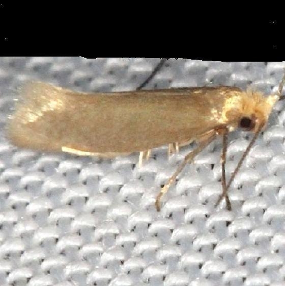 1098.1 Elachista subalbidella Thunder Lake Mich UP 6-24-13