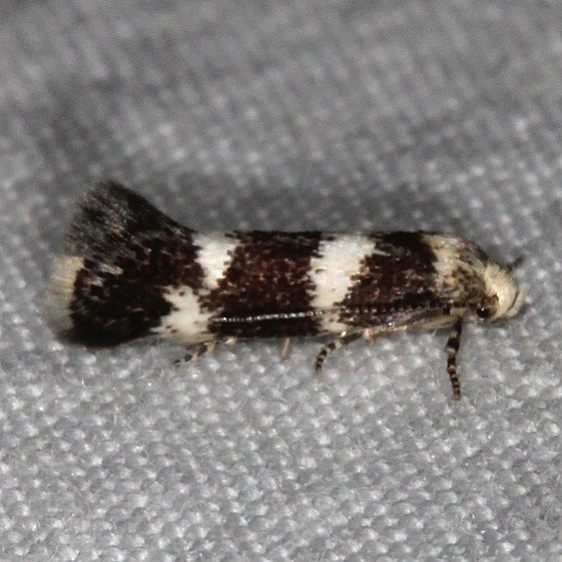 1100 Elachista irrorata BG Mesa Verde National Pk Colorado 6-9-17