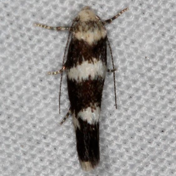1100-BG-Elachista-irrorata-Mesa-Verde-National-Pk-Colorado-6-9-17-36_opt