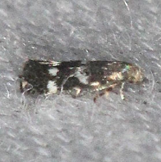 1100 Elachista irrorata yard 6-11-13