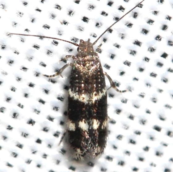 1100 Elachista irrorata yard 8-29-12