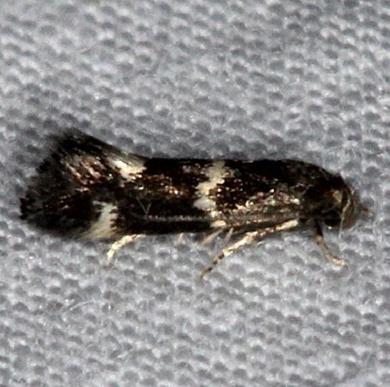 1100 Elachista irrorata yard 7-2-14