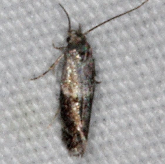 1102 Elachista alpinella tenetive Copperhead Firetower Shawnee St Forest 6-13-15