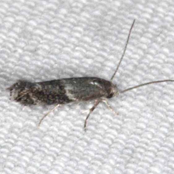 1102 Elachista alpinella tenetive Copperhead Firetower Shawnee St Forest 6-13-15