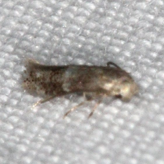 1102 Elachista alpinella tentative yard 9-3-15