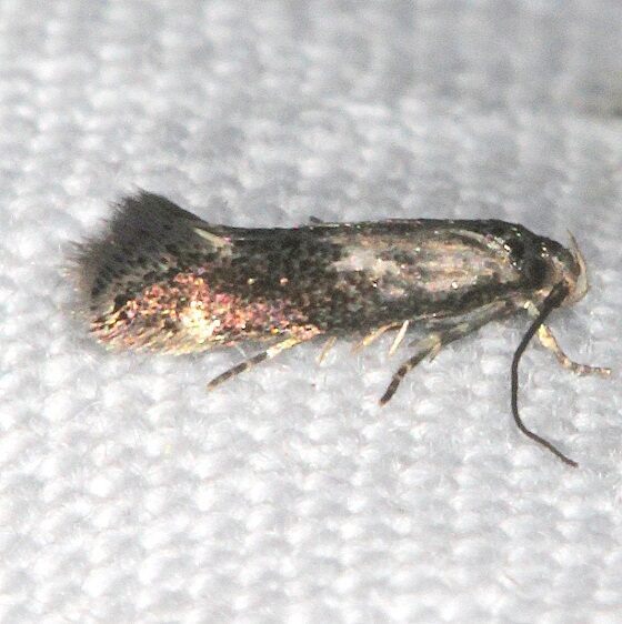 1106.1 Elachista stelviella-BG-tentative Whispering Pines Thunder Lake Mi 9-2-22