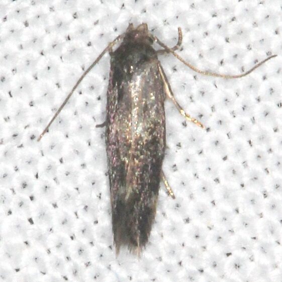 1106.1-Elachista-stelviella-BG-tentative-Whispering-Pines-Thunder-Lake-Mi-9-2-22-2