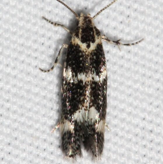 1108-Elachista-leucofrons-BG2025-Colorado-National-Monument-Colo-6-16-17-1