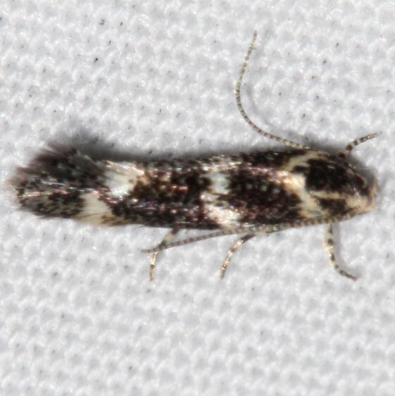 1108-Elachista-leucofrons-BG2025-Colorado-National-Monument-Colo-6-16-17-2