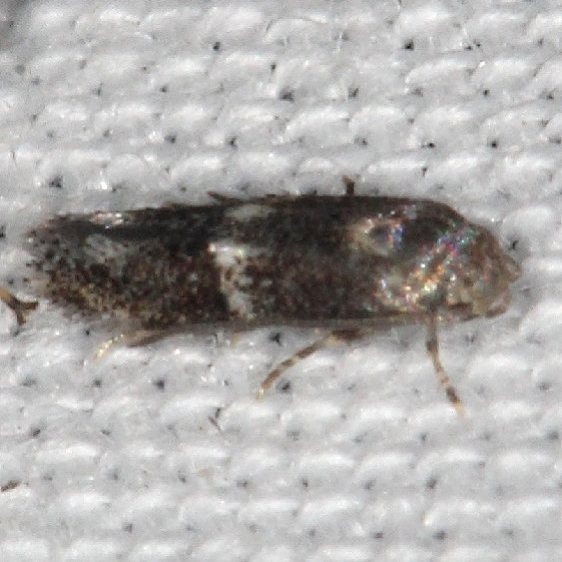 1110 Elachita slyvestris tentative yard 9-30-19