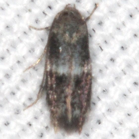 1110-Elachita-slyvestris-tentative-yard-9-30-19-12_opt