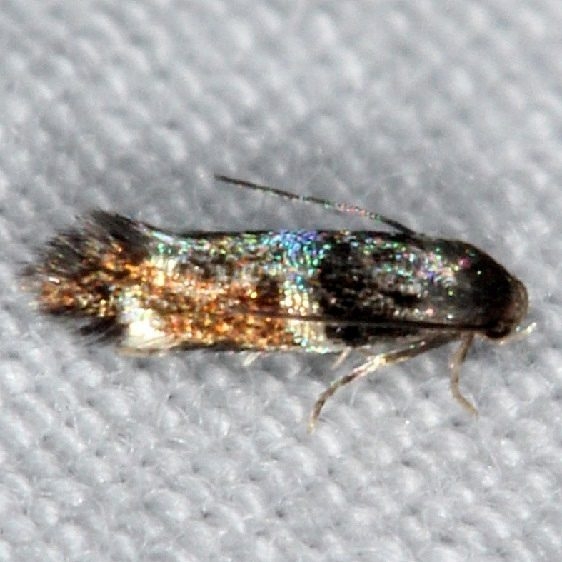 1121 Elachista madarella tentative Burr Oak St Pk at cabins Oh 6-27-14