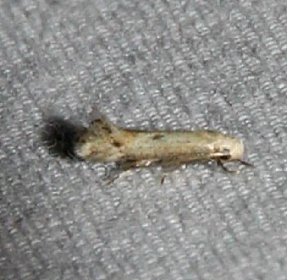 1123.1 Elachista glenni tentative Ocean Pond Osceola Natl Forest 3-25-15 (55)_opt