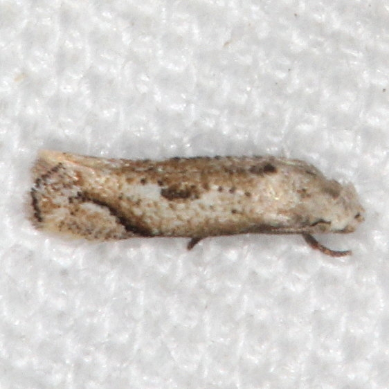 1124.1 Elachista calusella BG Silver Springs St Pk Fl 9-23-18 (11)_opt