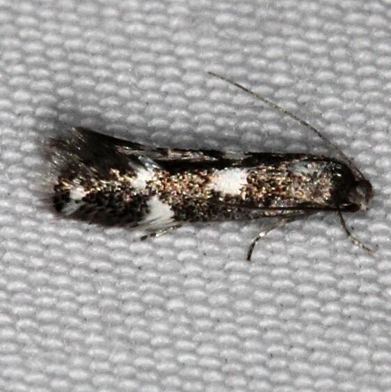 1126-Elachista-leucosticta-BG-Devils-Canyon-Campground-Natl-Forest-Utah-6-8-17