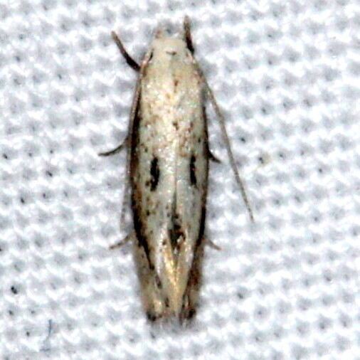 1128.2 Elachista beothucella Huffman-Praairie WPAFB Dayton Oh 7-27-14