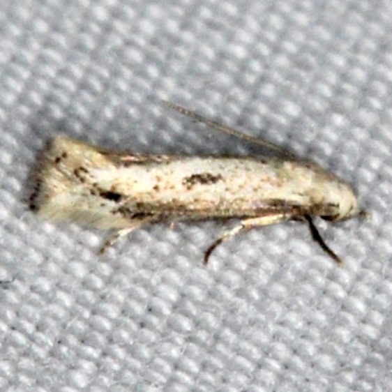 1128.2-Elachista-beothucella-Huffman-Praairie-WPAFB-Dayton-Oh-7-27-14-2