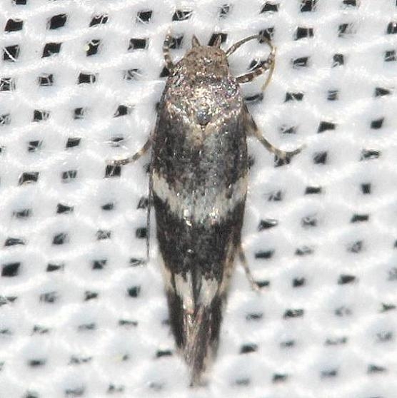 1129 Elachista illectella yard 5-29-13