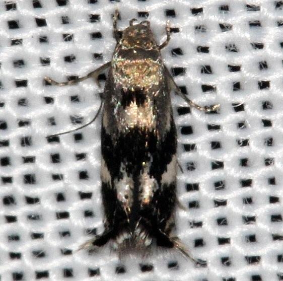 1132 Elachista brachyelytrifoiella Highland Hammock St Pk 3-5-14