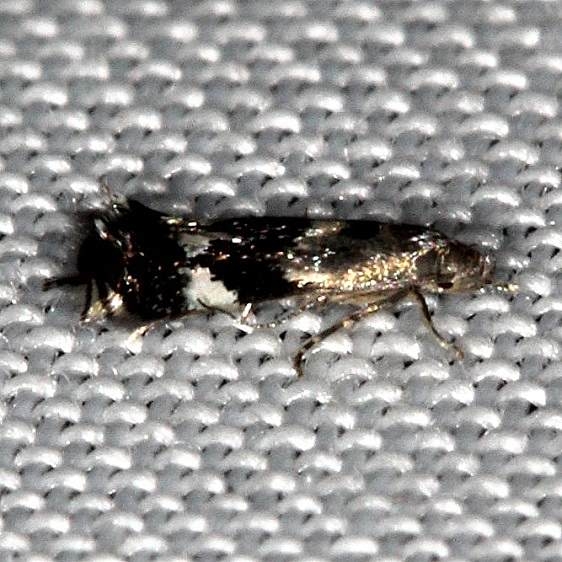 1132 Elachista brachyelytrifoiella Highland Hammock St Pk Fl 3-5-14